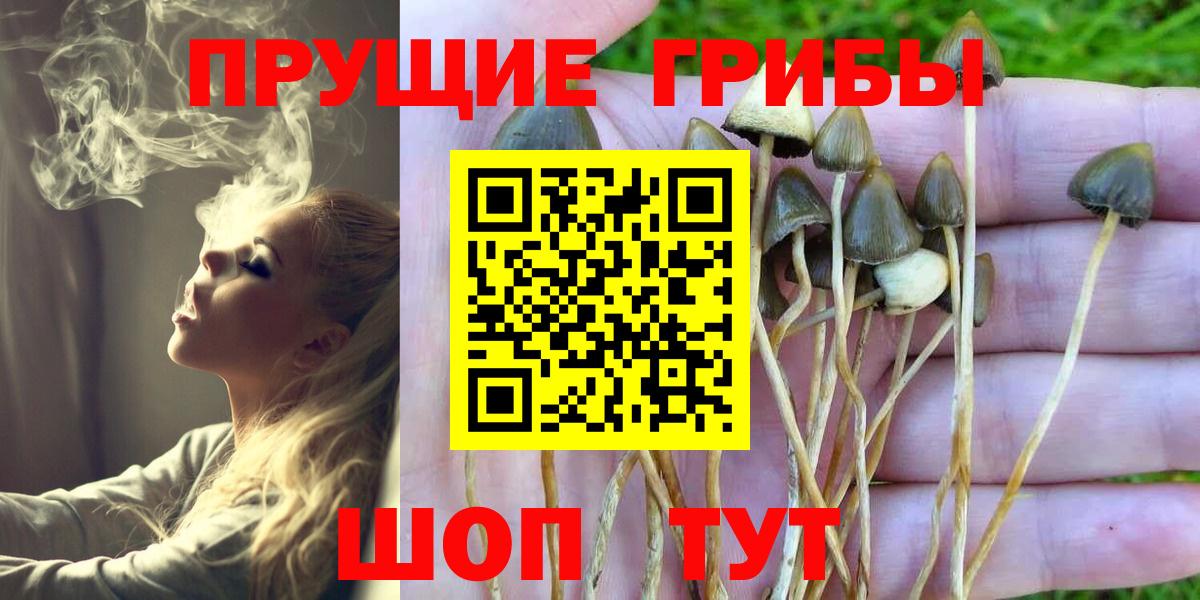 Галлюциногенные грибы мицелий  Галлюциногенные грибы Psilocybine cubensis  закладки  Родники  Вход с VPN 